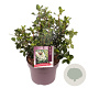 Escallonia 'Iveyi' 40 cm 5,0L