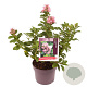 Escallonia laevis Pink Elle 15-20 cm 2,0L