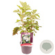 Hydrangea quercifolia 30-35 cm 3,0L