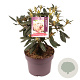 Rhododendron (Y) 'Percy Wiseman' 25-30 cm 5,0L