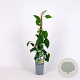 Actinidia a. 'Weiki' 70 cm 2,0L