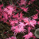 Acer palmatum 'Carminium' 175-200 cm cont. 110L