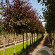 Malus toringo 'Freja' 250-300 cm draadkluit meerstammig
