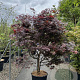 Acer palmatum 'Red Emperor' 100-125 cm 20L