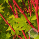 Acer palmatum 'Red Wood' 300-350 cm cont. 180L