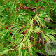 Acer palmatum 'Shinonome' 100-125 cm 50L breed