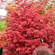 Acer palmatum 'Twombly's Red Sentinel' 100-125 cm 20L
