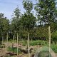Malus trilobata 10-12 HO draadkluit