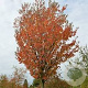 Malus tschonoskii 'Thalys' 6-8 HO draadkluit