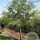 Morus alba 20-25 HO draadkluit