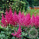 Astilbe Color Flash GM P9