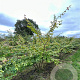 Parrotia persica 200-250 cm draadkluit meerstammig
