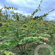 Parrotia persica 200-250 cm draadkluit meerstammig