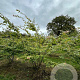 Parrotia persica 200-250 cm draadkluit meerstammig