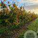 Parrotia persica 250-300 cm draadkluit meerstammig