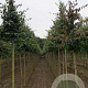Parrotia persica 14-16 HO draadkluit