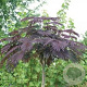 Albizia julibrissin 'Evi's Pride' 150-175 cm 20L