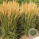 Calamagrostis acut. 'Karl Foerster' GM P9