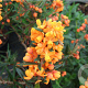 Berberis linearifolia 'Orange King' 60-80 cm 20L breed