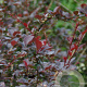 Berberis ottawensis 'Superba' 100-125 cm 20L