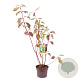 Cornus alba 'Sibirica Variegata' 40-50 cm 3,0L