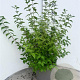 Philadelphus 'Belle Etoile' 80-100 cm 10L