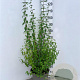 Philadelphus 'Lemoinei' 80-100 cm 10L