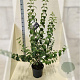 Philadelphus 'Virginal' 80-100 cm 10L