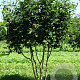 Cornus mas 200-225 cm met kluit solitair