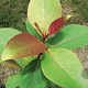 Populus purdomii 20-25 HO draadkluit
