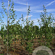 Populus tremula 8-10 HO draadkluit
