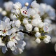 Pyrus calleryana 'Capital' 6-8 HO draadkluit