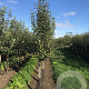 Pyrus communis 6-8 HO draadkluit