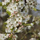 Pyrus communis caucasica 10-12 HO draadkluit