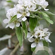 Pyrus nivalis 10-12 HO draadkluit