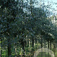 Pyrus salicifolia 'Pendula' 10-12 HO draadkluit