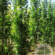 Quercus pal. Green Pillar 16-18 HO draadkluit