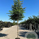 Rhus typhina 14-16 HO draadkluit