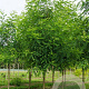Robinia marg. 'Pink Cascade' 12-14 HO draadkluit