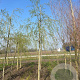 Salix sepulcralis 'Chrysocoma' 12-14 HO draadkluit