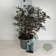 Sambucus nigra Black Lace 60-80 cm 10L