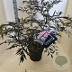 Sambucus nigra Black Lace 60-80 cm 10L