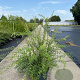 Spiraea cinerea 'Grefsheim' 60-80 cm 10L
