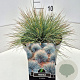 Festuca glauca 'Elijah Blue' 25-30 cm 10L
