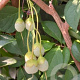 Styrax japonicus 60-80 cm 10L