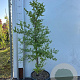 Styrax japonicus 80-100 cm 10L