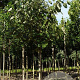 Tilia americana 'Neglect' 16-18 HO draadkluit