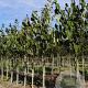Tilia americana 'Neglect' 16-18 HO draadkluit