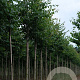 Tilia cordata 'Greenspire' 14-16 HO draadkluit