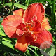 Hemerocallis 'Moses Fire' GM  P11